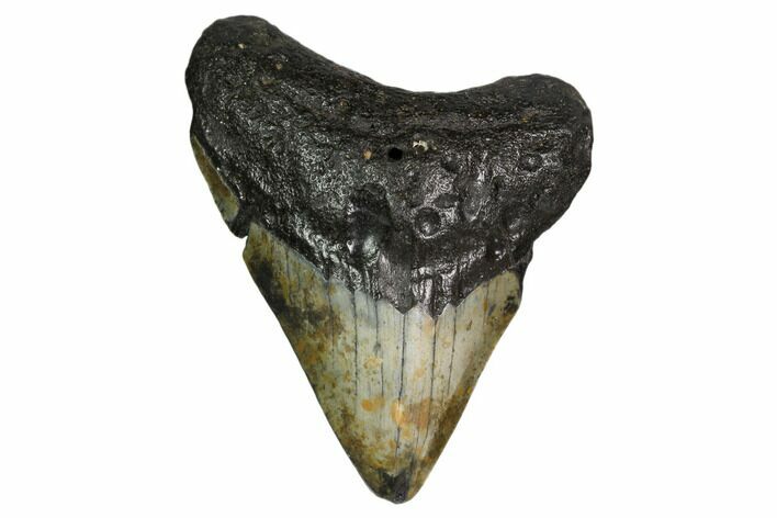 Bargain, Fossil Megalodon Tooth - North Carolina #153003